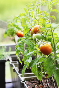 Balkon bepflanzen: Tomaten in Balkonkästen