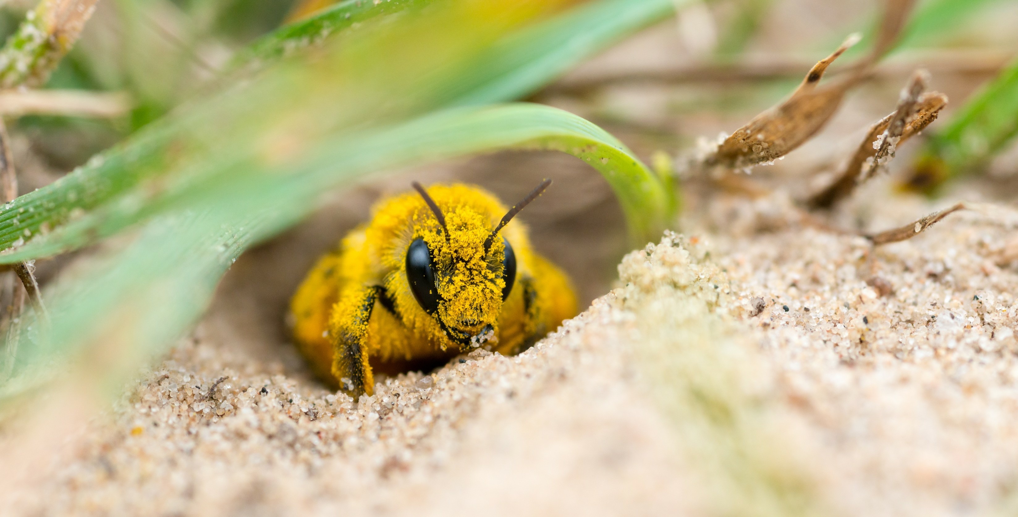 Garten: Wildbiene in Sandhaufen