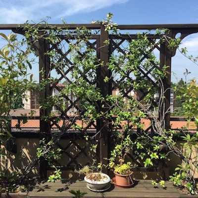 Balkon bepflanzen: Kletterpflanzen